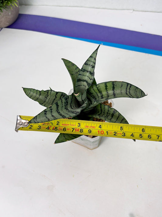 Sansevieria Suzy (ba4) (13) | Rare Hybrid Snake plant