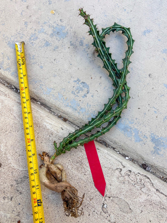 Euphorb knuthii (r) | Rare Cactus