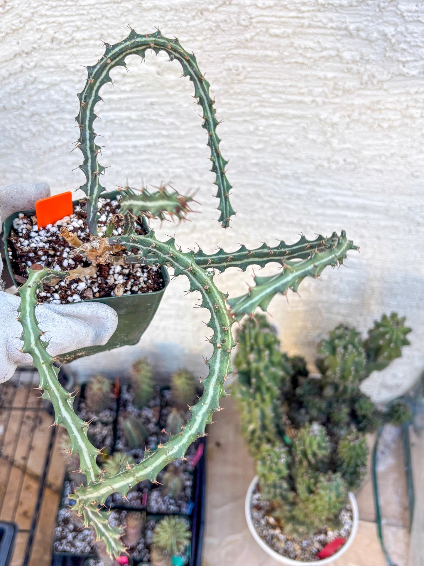 Euphorb knuthii (o) | Rare Cactus