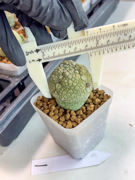 Pseudolithos Migiurtinus (1) | Rare Cactus