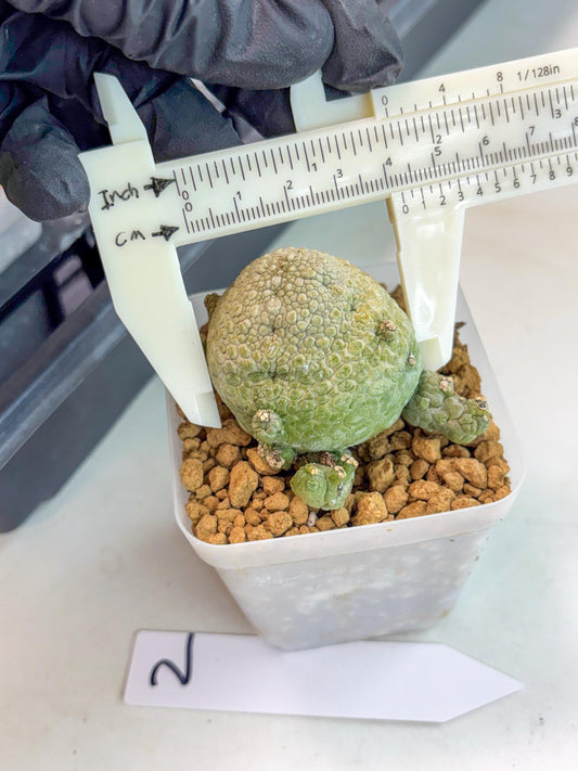 Pseudolithos Migiurtinus (2) | Rare Cactus