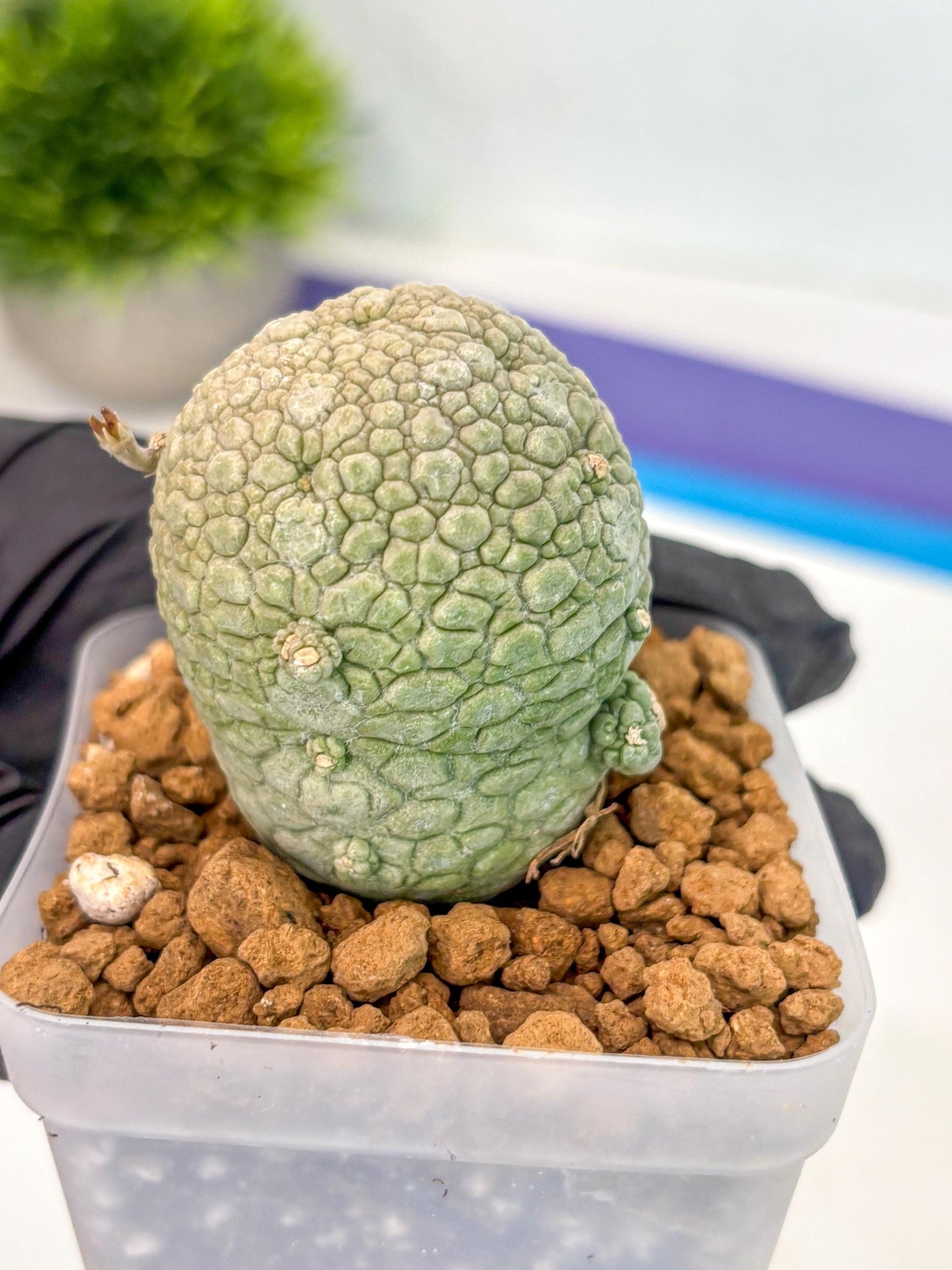 Pseudolithos Migiurtinus (14) | Rare Cactus