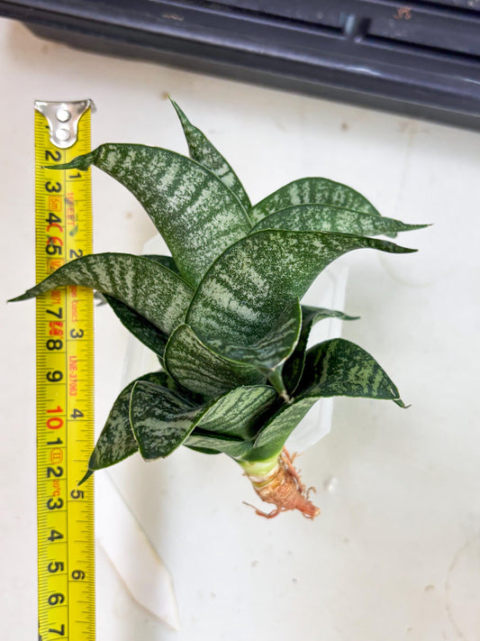 Sansevieria Dipsi (Ha5) (1) | Rare hybrid Snake Plant
