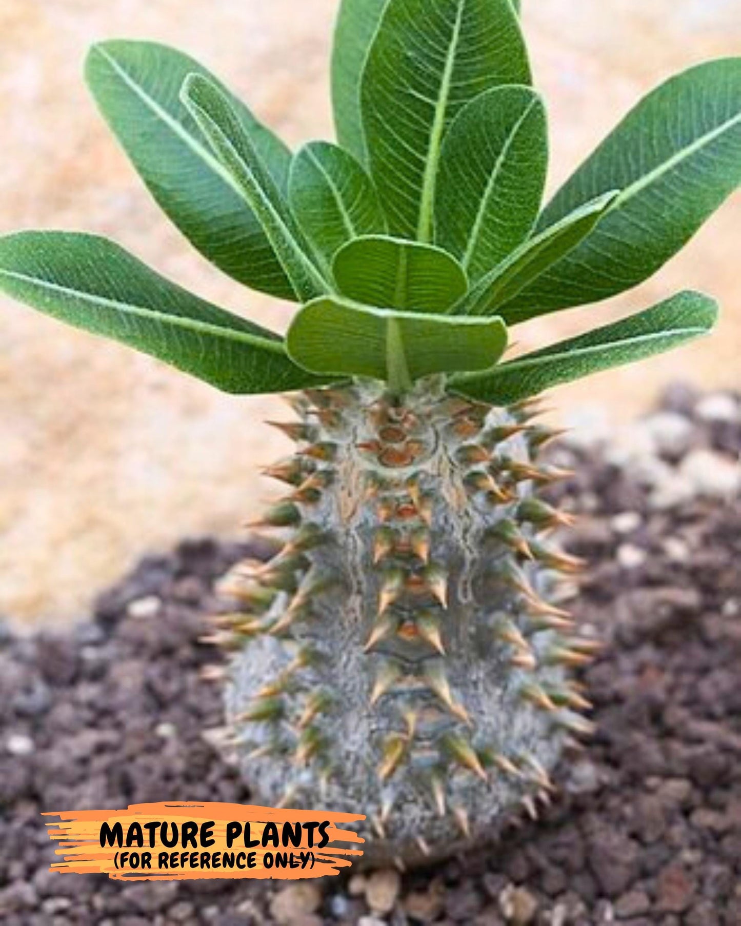 Brevicaule Baker (12) | Rare Plants | Ship with Pots