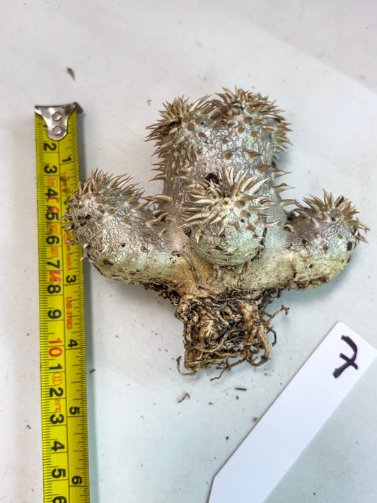 Brevicaule Baker (7) | Rare Plants | Ship with Pots