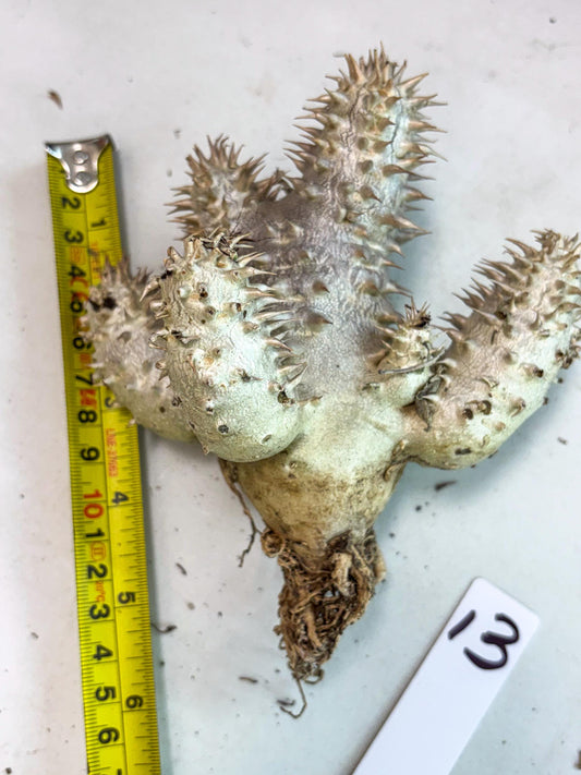 Brevicaule Baker (13) | Rare Plants | Ship with Pots