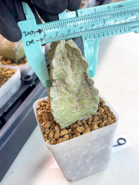 Whitesloanea crassa (9) | Rare House Plants