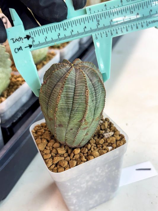 Euphorb Obesa (1) | Newly imported -March