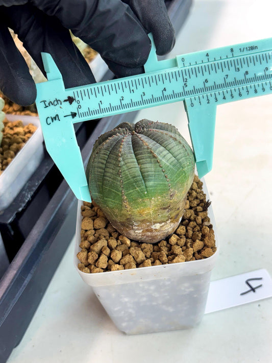 Euphorb Obesa (4) | Newly imported -March