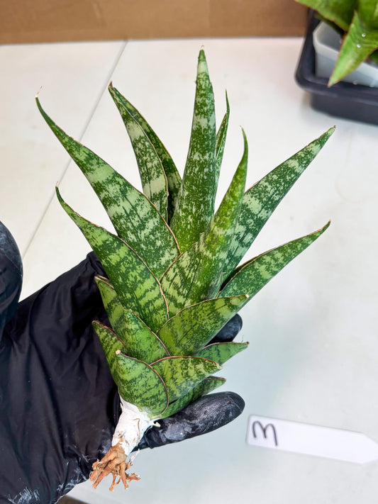 Sansevieria Ratu saba (ba1) (3) | Rare imported
