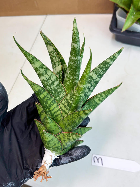 Sansevieria Ratu saba (ba1) (3) | Rare imported