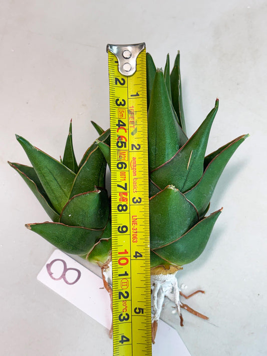 Sansevieria Marlena (ba1) (8) | Rara Hybrid
