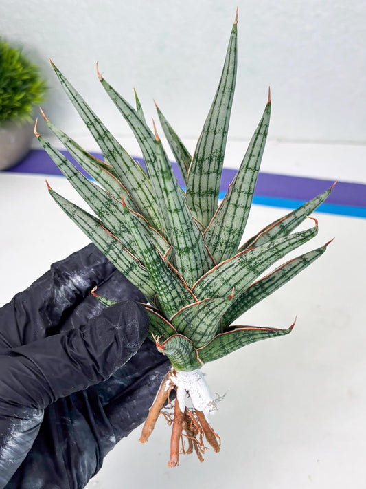 Sansevieria Lawang (ba1) (10) | Rara Hybrid
