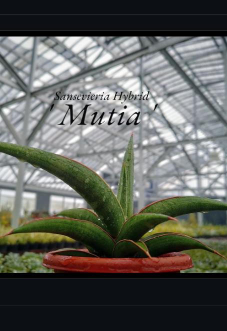 Sansevieria Mutia (ba1) (11) | Rara Hybrid
