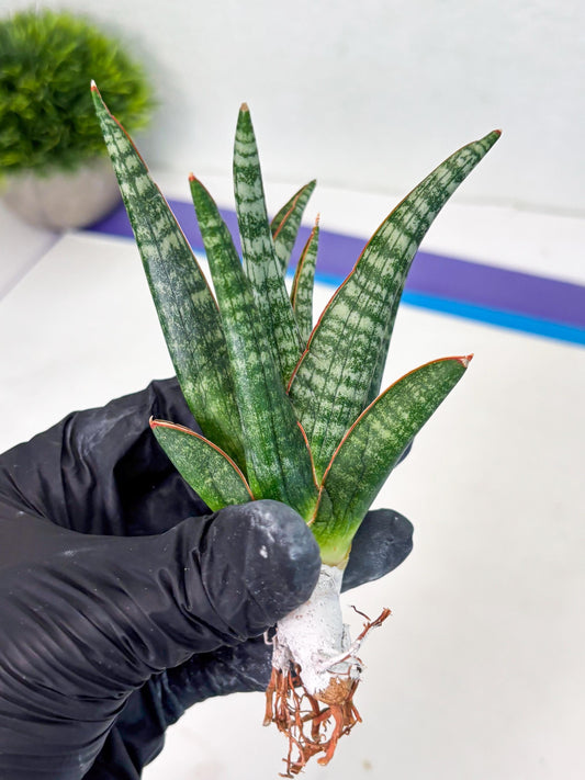 Sansevieria Abra (ba1) (16) | Rara Hybrid