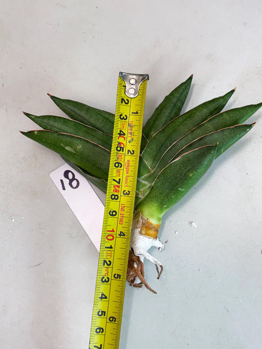 Sansevieria Adaman (ba1) (18) | Rare imported
