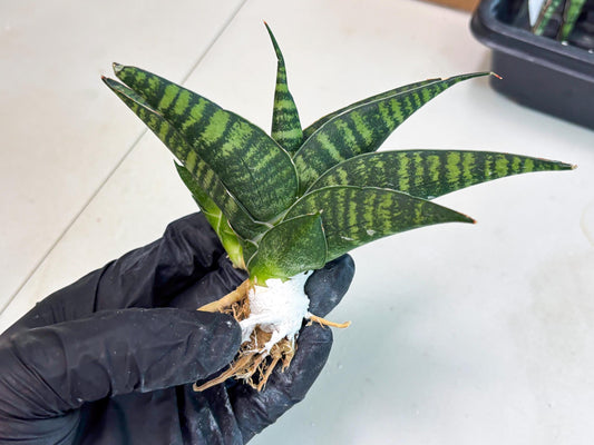 Sansevieria Pegeta (ba1) (17) | Rare imported