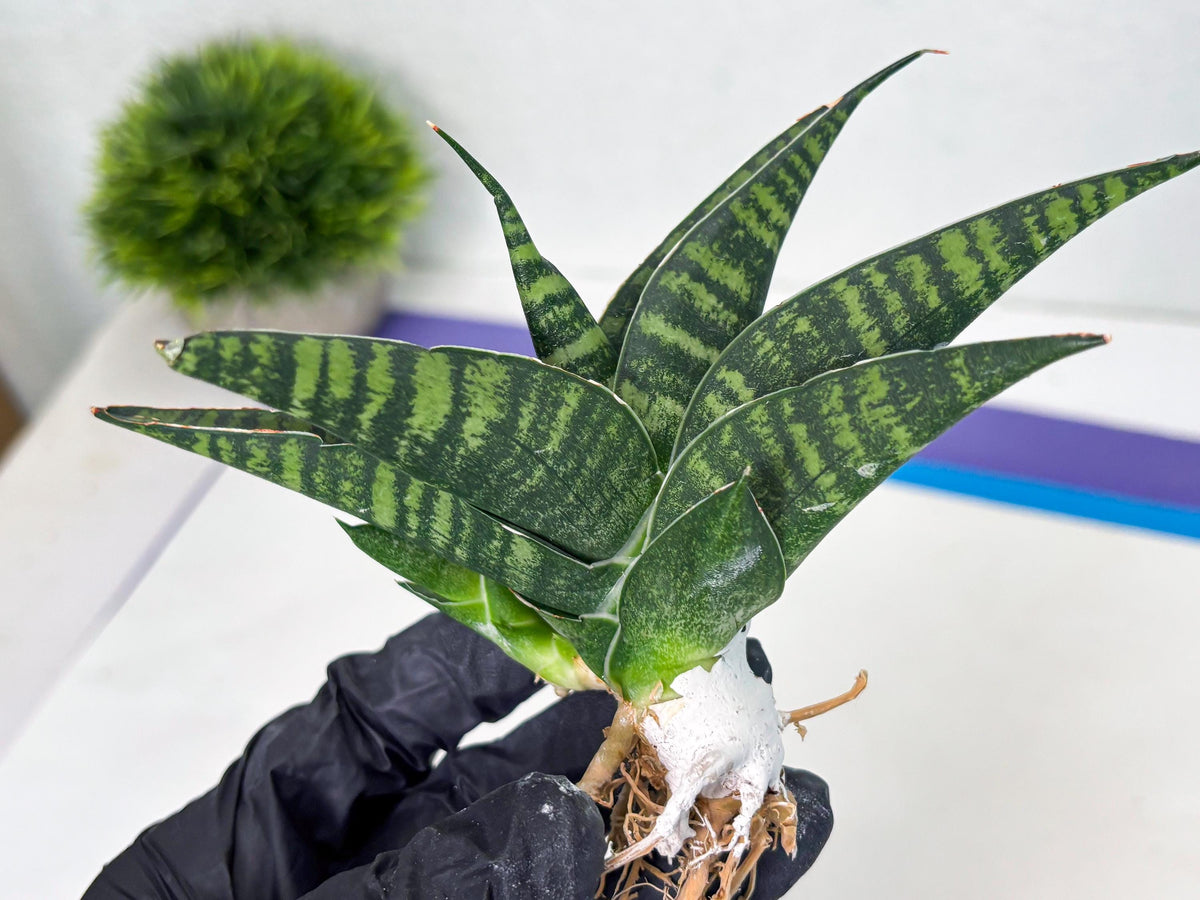 Sansevieria Pegeta (ba1) (17) | Rare imported