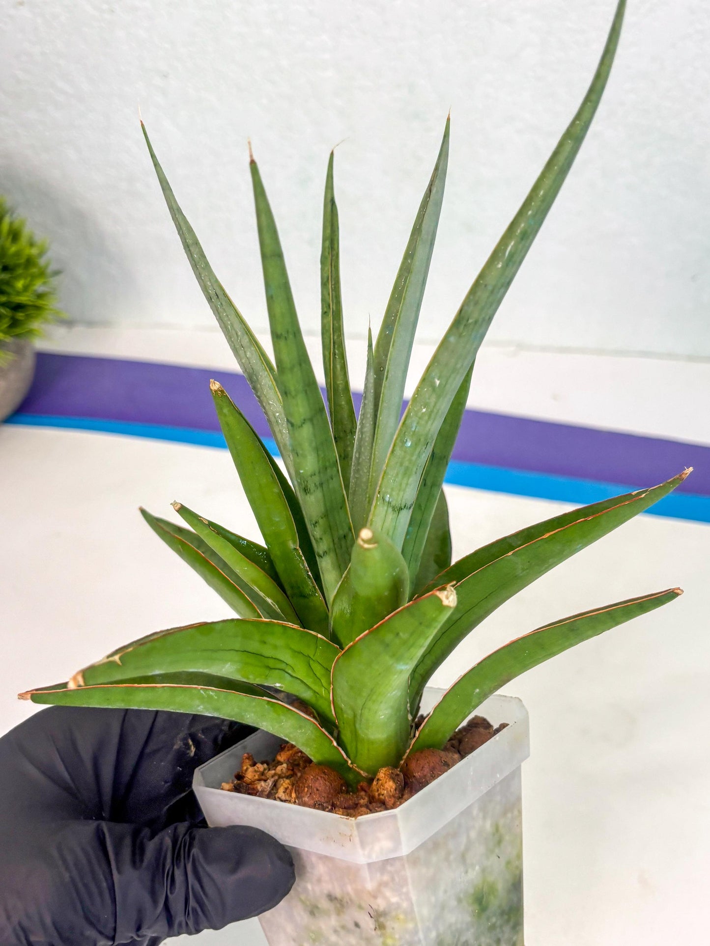 Sansevieria Bai Bid (ca1) (6) | Rare Snake Plant