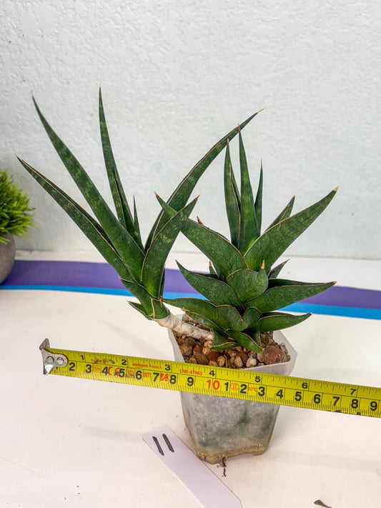 Sansevieria Prabu (ca1) (11) | Rare Snake Plant