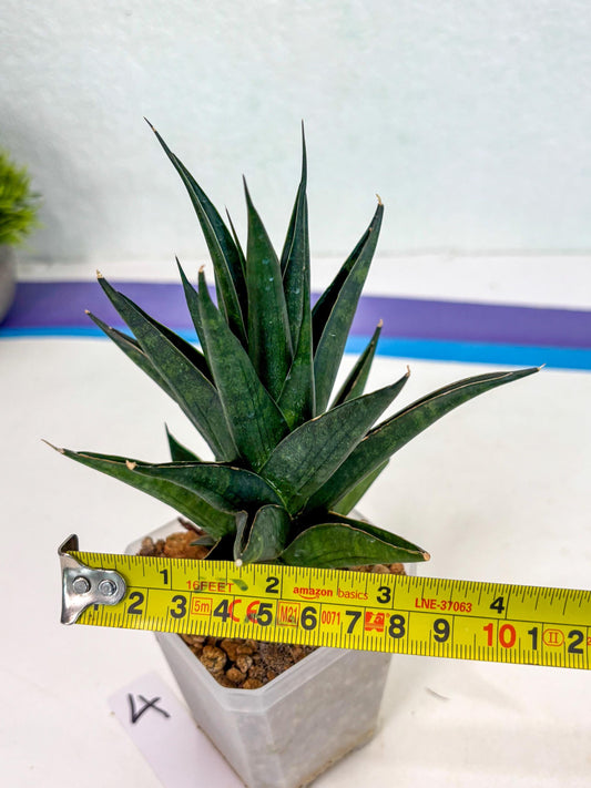 Sansevieria Boi Boi (ca3) (4) | Rare Import