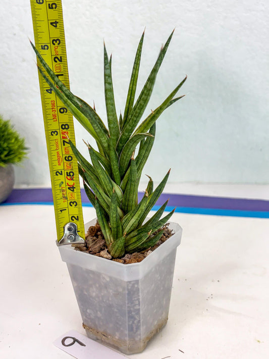 Sansevieria Francisii Yellow var (ca3) (9) | Rare Import