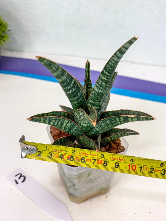 Sansevieria Samosir (ca5) (13) | Rare Import