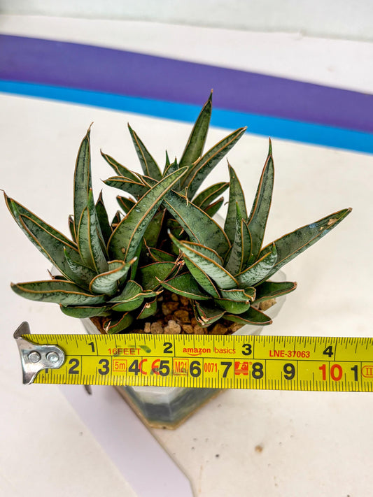 Sansevieria Baby Yoda (ca6) (7) | Dwarf Hybrid