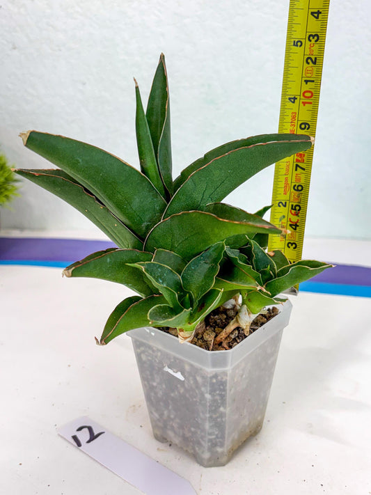 Sansevieria Maya (ca6) (12) | Small DMG