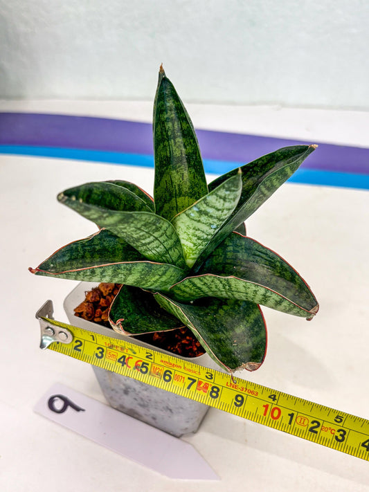 Sansevieria Nakata (ca7) (9) | Imported Hybrids