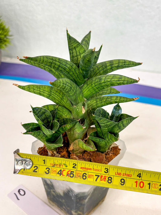Sansevieria Enanansi (ca7) (10) | Imported Hybrids