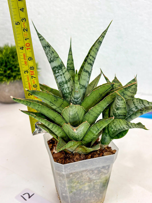 Sansevieria Snow Flake (ca7) (12) | Imported Hybrids