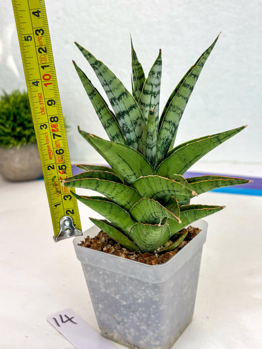 Sansevieria Snow Flake (ca7) (14) | Imported Hybrids