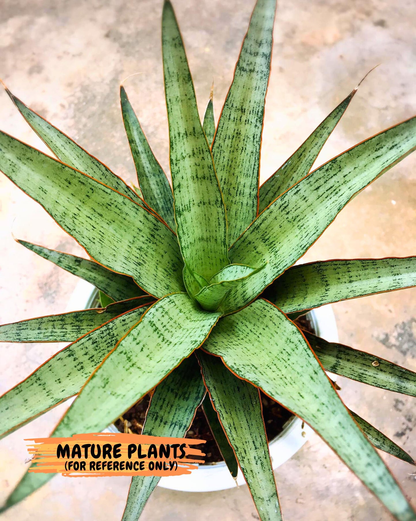 Sansevieria Lady Prang (Su2) (5) | Imported Sansevieria