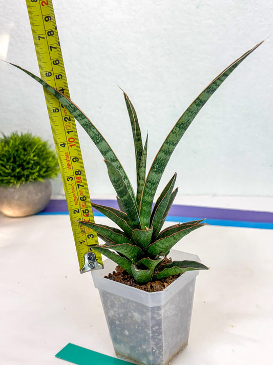 Sansevieria Lady Prang (ca4) (g) | Imported Hybrids