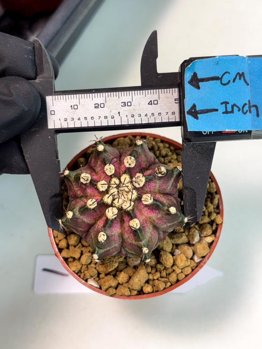 Gymnocalycium T-Rex (gy10) (y1) | Imported Variegated Cactus