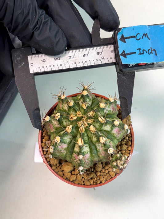 Gymnocalycium T-Rex (gy10) (y3) | Imported Variegated Cactus