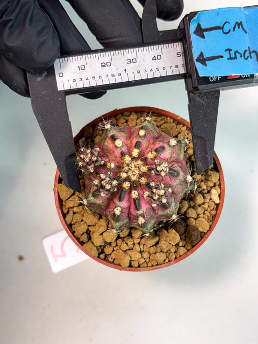 Gymnocalycium T-Rex (gy10) (y5) | Imported Variegated Cactus