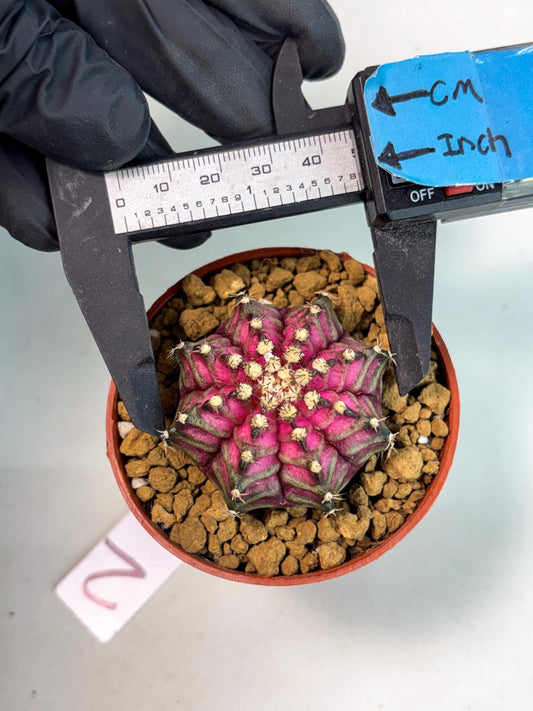 Gymnocalycium T-Rex (gy10) (g2) | Imported Variegated Cactus