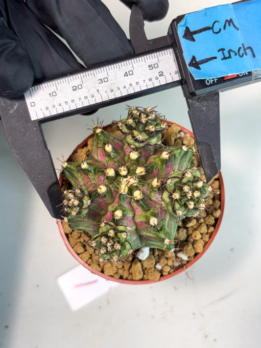 Gymnocalycium T-Rex (gy11) (y1) | Imported Variegated Cactus