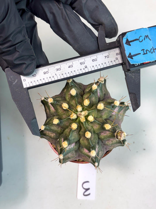 Gymnocalycium T-Rex (gy12) (p3) | Imported Variegated Cactus