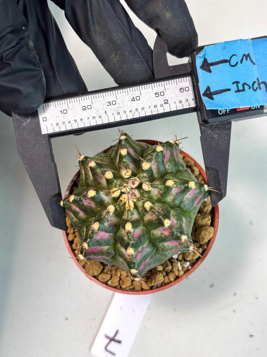 Gymnocalycium T-Rex (gy12) (p7) | Imported Variegated Cactus