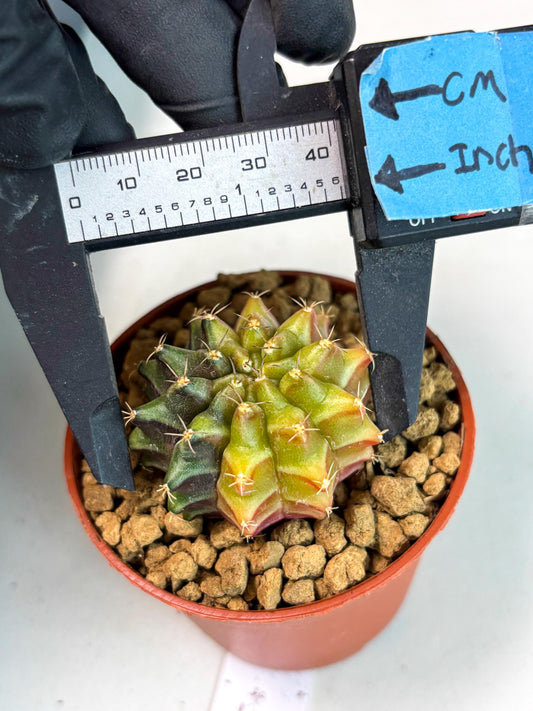 Gymnocalycium Sepia (gy12) (g2) | Imported Variegated Cactus