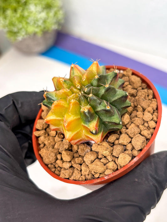 Gymnocalycium Sepia (gy12) (g4) | Imported Variegated Cactus