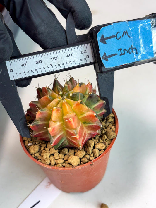 Gymnocalycium Sepia (gy13) (r1) | Imported Variegated Cactus