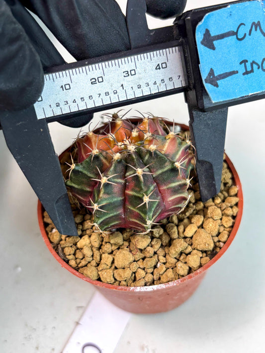 Gymnocalycium Sepia (gy13) (r6) | Imported Variegated Cactus