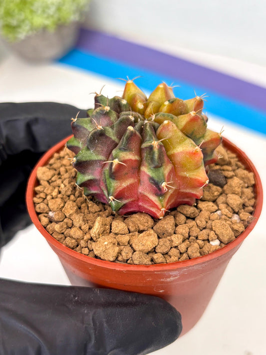 Gymnocalycium Sepia (gy13) (b4) | Imported Variegated Cactus