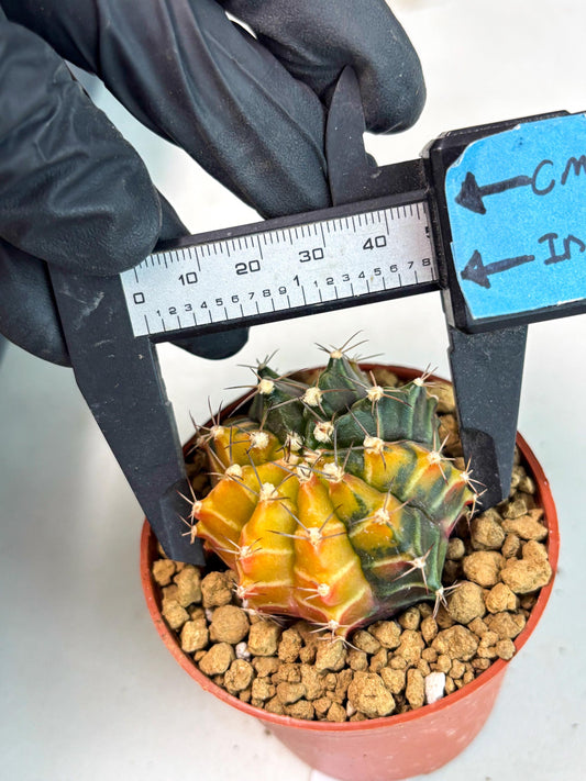 Gymnocalycium Sepia (gy13) (b7) | Imported Variegated Cactus