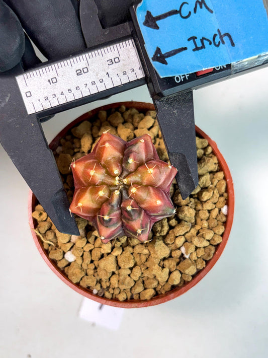 Gymnocalycium Sepia (gy13) (y1) | Imported Variegated Cactus
