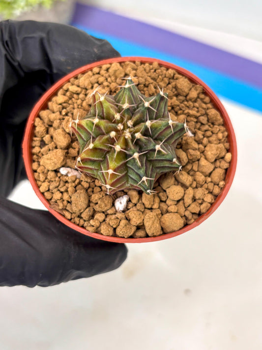 Gymnocalycium Sepia (gy13) (y5) | Imported Variegated Cactus